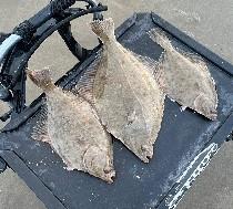 Flounders